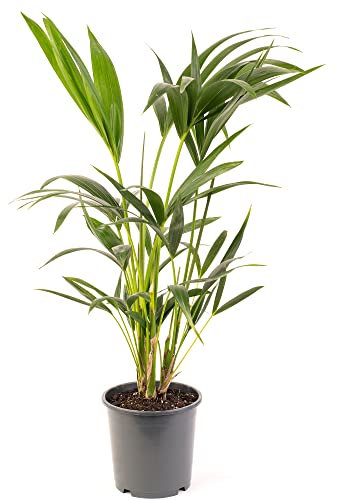 Kentia Palm Real Exotic Large Indoor Plant for Your Home Or Office Air Purifying Tall Indoor Plants in Growers Pots Various Sizes of House Plants for Indoors 80-90cm (Incl. Pot)