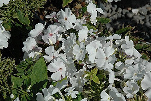 30 Seeds Of PHLOX FIORE BIANCO (nuovo/perenne) :Seeds only
