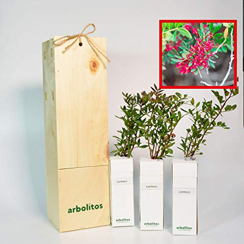 LENTISCO - arbolito de pequeño tamaño en caja de madera - PLANTA VIVA (3)