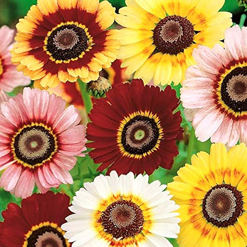 Welldales 50 Pastel Painted English Daisy Seeds Chrysanthemum Flowers UK Giant Hardy Plant