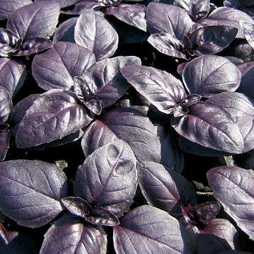 Basil Crimson King Ocimum basilicum 250 Seeds