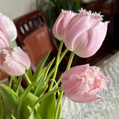 tulpenzwiebeln kaufen - bulbs - tulpenzwiebel, winterlinge zwiebeln, blumen für balkon blumenzwiebeln tulpen, gartenpflanzen winterhart mehrjährig frühlingsblüher zwiebeln, 8pcs