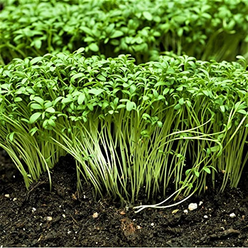 Curled Cress Plant Seeds - 100 Count Seed Pack - A Rather Fast-Growing, Edible herb. - Country Creek LLC