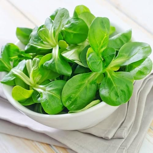 Semillas de Canónigos de Fácil Germinación Planta de Uso Culinario