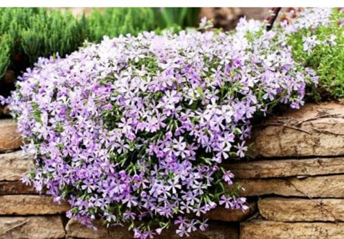 Phlox di montagna - 160 grani - Linanthus grandiflorus - Fleur annuelle