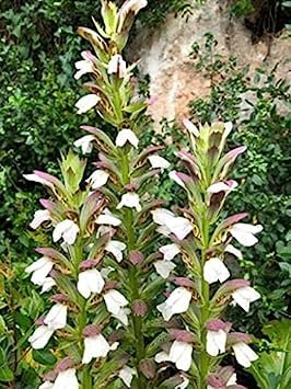 Semi di peperoncino piccante tailandese 15 pezzi:Graines