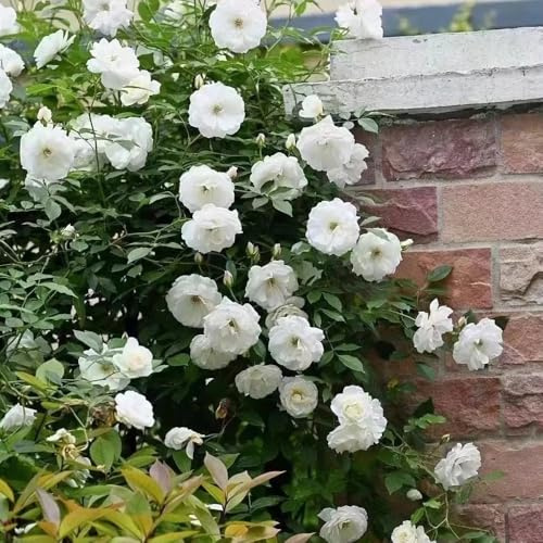semillas de rosal, Rosa chinensis, exterior trepadoras Parterres elevados el jardín de interior Decoraciones jardín exteriores trepadoras raras en 100pcs