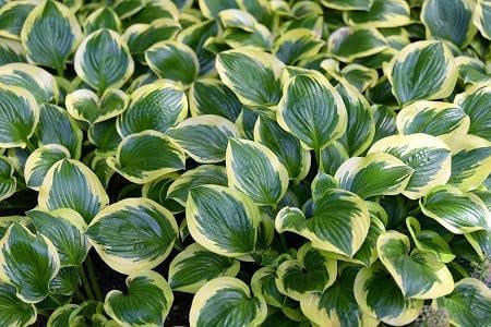 Graines de plantes Hosta 100 pièces vertes