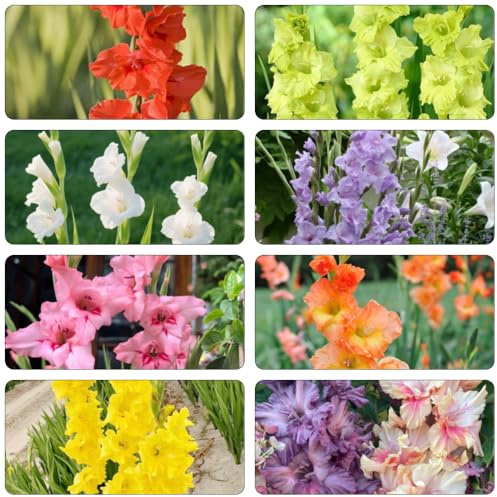 bulbi gladioli decorazione giardino ufficio bonsai interni giardino interni gladioli resistenti balcone resistenti 7pcs