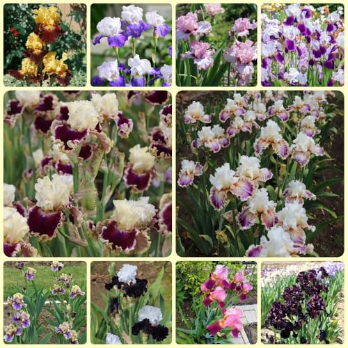 Bbulbos de iris, de balcon de jardin regalos sostenibles, decoraciones bulbos de primavera de interior 15pcs