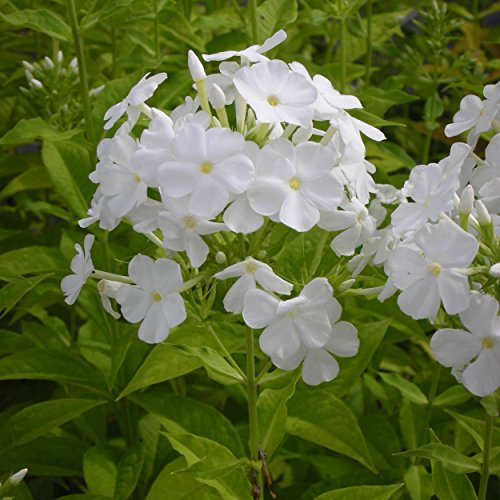 Blumixx Stauden Phlox Paniculata-Hybr. 'Fujiyama' - Hohe Flammenblume, im 1,0 Liter Topf, weiß blühend