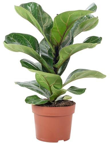 Geigenfeige - pflegeleichte Zimmerpflanze, Ficus Lyrata Bambino - Höhe ca. 35 cm, Topf-Ø 12 cm