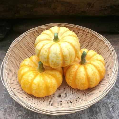 semillas de calabaza, interior jardín variedades antiguas jardín del balcón resistentes para el 70pcs