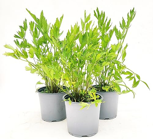 POWERS TO FLOWERS - LEVISTICO, SEDANO DI MONTE BIO, 3 PIANTE, VASO 14CM, piante vere