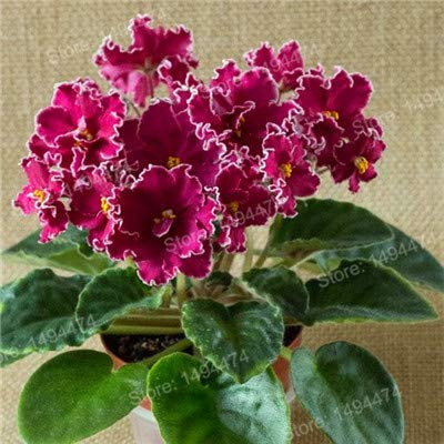 Shopmeeko Samen: 200pcs Mischfarbe Mini Violet Plantas, Usambaraveilchen Bonsai, Mini-Garten-Anlagen violette Blumen Staude Matthiola Incana: Blau