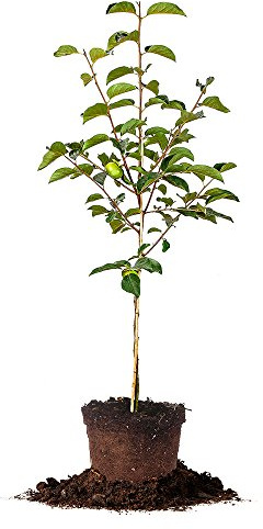 Perfect Plants Fuyu Persimmon Tree, 3-4 ft, Live Plant