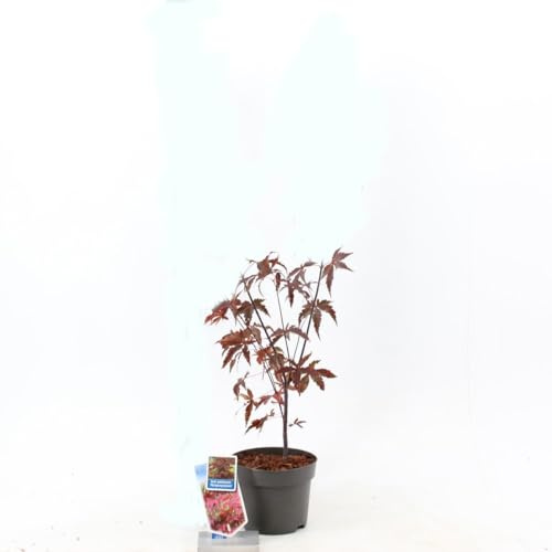 Arce Japonés Mini Natural Árbol de Exterior en Maceta de 10cm Ideal para Tu Patio