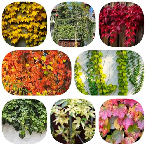 450 pcs Wilder Wein Winterhart Schnellwachsend Samen, exotische pflanzen winterhart kletterpflanzen samen Parthenocissus tricuspidata Samen, samen geschenk samen winterhart exotische