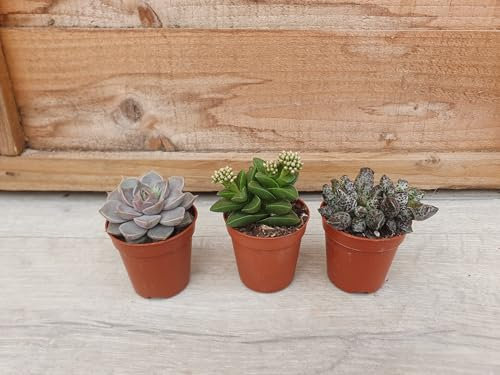 Pugh's Cacti Live Succulent Plants Mix, 5.5cm Pots, Set of 3, Assorted Varieties