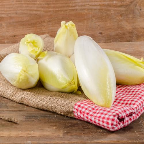 semillas de achicoria resistentes - jardín interior balcón orgánica viejo 350pcs