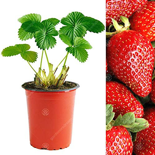 Strawberry 'Sweetheart' Fast Growing Garden Bush Fruit Plants | 9cm Pot (10 Plants)