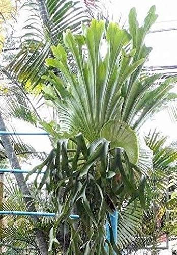 Staghorn Fern Spore Platycerium Colonarium 4000 Spore