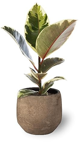 Ficus Elástica o Ficus tineke Planta Natural en Maceta Ø13 cm Altura 45 cm de Interior o Exterior para Decoración de Hogar o Regalo (Maceta de Cerámica no incluida)