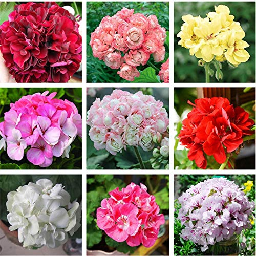 Frische 100 Stück Geranien-Pelargonium-Halbmonde pro halbes halbes Jahr 2