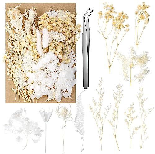 aurorayer Fleurs Séchées Blanche, Fleurs Sechees Naturelles Vraies Fleurs Pressées Séchées Decoration pour Scrapbooking Bougie Bricolage Résine Époxy Floral Fabrication Artisanale