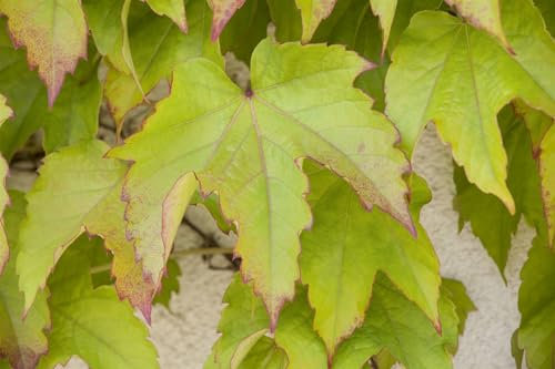 Parthenocissus tricuspidata 'Green Spring' 60–100 cm – Winterhart, Mehrjährig, Pflegeleicht – Wilder Wein – Kletterpflanze für Fassade & Rankhilfe