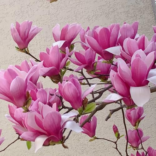 semillas de magnolia - resistentes jardín rocas exterior 15pcs