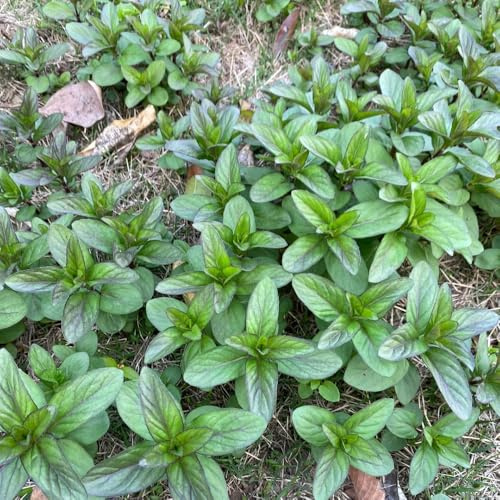 semi di menta resistente - giardino biologiche interno tappezzante 800pcs