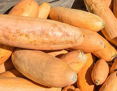 Jumbo Pink Banana Winter Squash Seeds - 200 Count Seed Pack - Non-GMO - an Open-pollinated Heirloom That Produces Large Fruits.- Country Creek LLC
