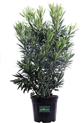 Pianta di Oleandro Nerium Oleander pianta da esterno da giardino fiore ornamentale di Oleandro pianta vera venduta da eGarden.store (Soeur Agnes v.40 cm)