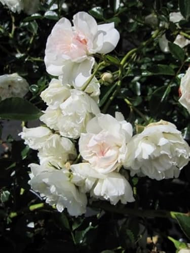 Bodendeckerrose Sea Foam® - Rosa Sea Foam® - Schwartz-Rose