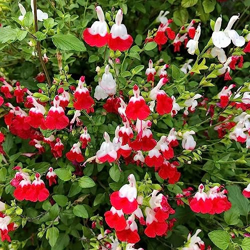 semi di salvia - semi di salvia selvatica decorativo giardino decorazione balcone medicinali balcone 500pcs