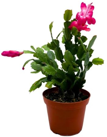 BubbleBlooms Christmas Cactus, 4 inch Xmas Thanksgiving Easter Holiday Schlumbergera Cacti Pink Red White Assorted Flower