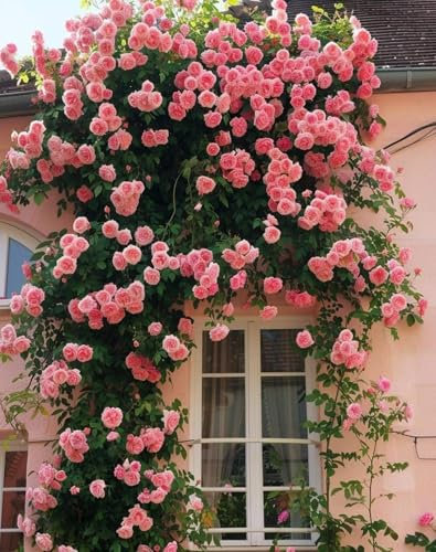 Kletterrosensamen in Rosa - Kletter-Rose winterhart & duftend - für Garten, Zaun, Wand & Fenster - Pflanzen in Top Qualität（200 Samen）