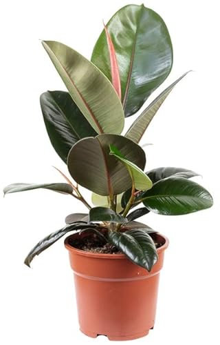 Ficus Elastica Árbol de Interior o Exterior Natural Fácil de Cuidar