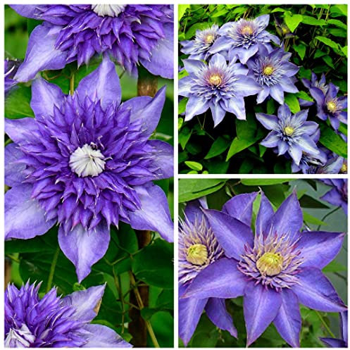 Clematis Multi Blue Climber - Large Flowering Clematis Climber - 25-40cm in Height (1 Plant)
