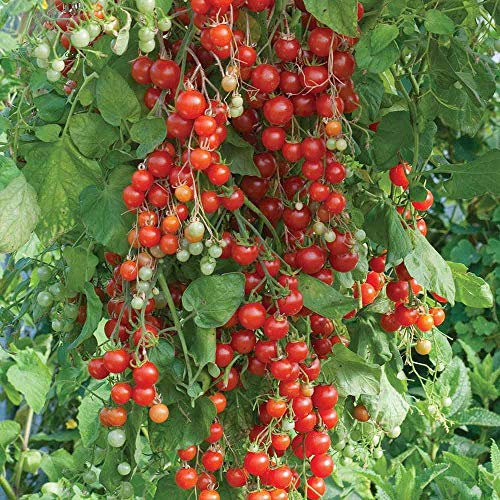 Tomato 'Sweet Million' Seeds Fruit Vegetable Half-Hardy Annual Garden Plants Easy to Grow Your Own Tomato 'Sweet Million' 1 Packet of 8 Seeds by Thompson and Morgan