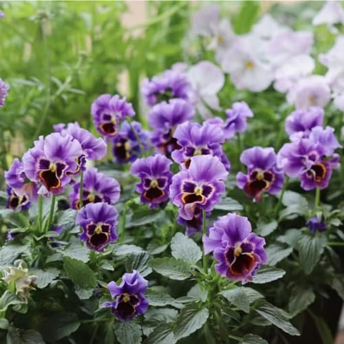 semi di viola del pensiero, decorazioni giardino per esterni resistenti varietà antiche interno sul balcone in vaso l'arredamento 150pcs