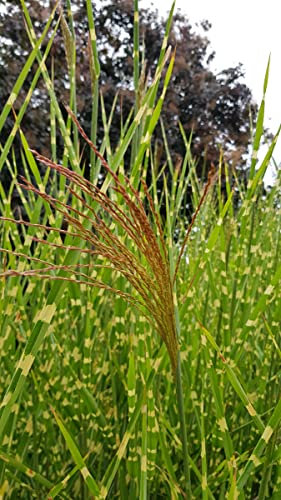 Miscanthus sinensis 'Strictus' / Roseau de Chine tachetées de jaune/Conteneur de 2 à 2.9 litres