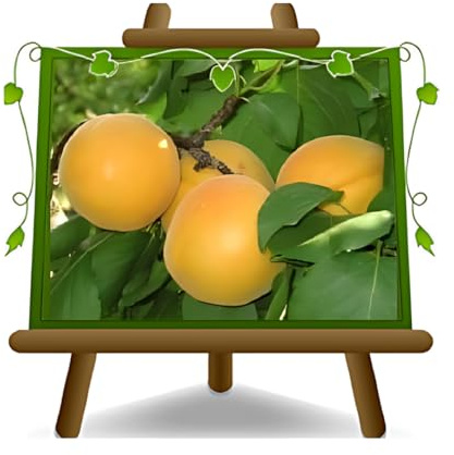 EURO PLANTS VIVAI Abricotier Bulida Arbre fruitier Hauteur 150~170 cm. Âge 2 années pot 20 cm.