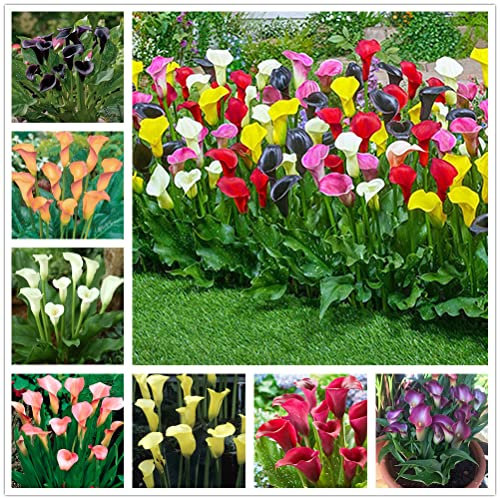 Riesige Calla-Zwiebeln | Gemischte Calla | Sommer blühende Blumenzwiebeln | Balkon und Gartenblumen gemischte Farbe
