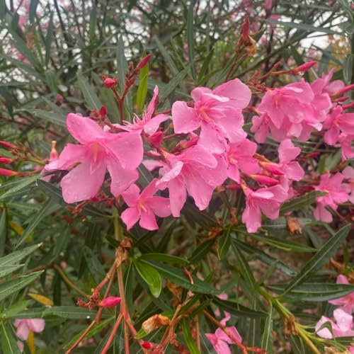 oleander samen winterhart grünpflanzen, gartendeko für draußen oleander samen balkonpflanzen, bonsai tree, flower seeds bonsai baum, nachhaltige geschenke, oleander winterschutz 10pcs