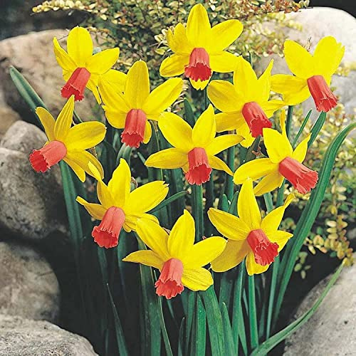 Narcisos Perennes, De Alta Calidad, Rizomas Narcisos Resistentes, Decoración De Jardín, Colores Mezclados, Flores Grandes,-10 Bulbos-E