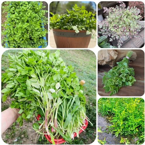 berro orgánico de jardín de interior semillas berro verdes del jardín Semillas hortalizas orgánicas, resistentes al invierno, Cultivo hortalizas invierno 300semillas