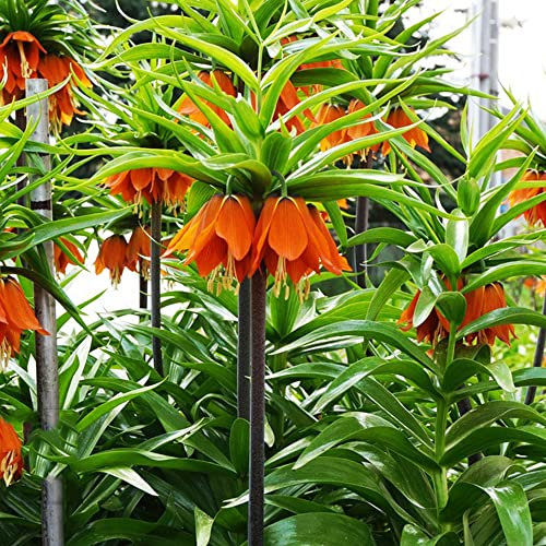 15 Stück blumenzwiebeln kaiserkronen zwiebeln knollen mehrjährig kaiserkrone zwiebel Fritillaria - Seltene Pflanzen serie - pflanze blumendeko bloom zimmerbonsai bonsai stauden