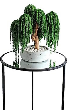 Árbol de bonsái de sabiduría, árbol de bonsái interior